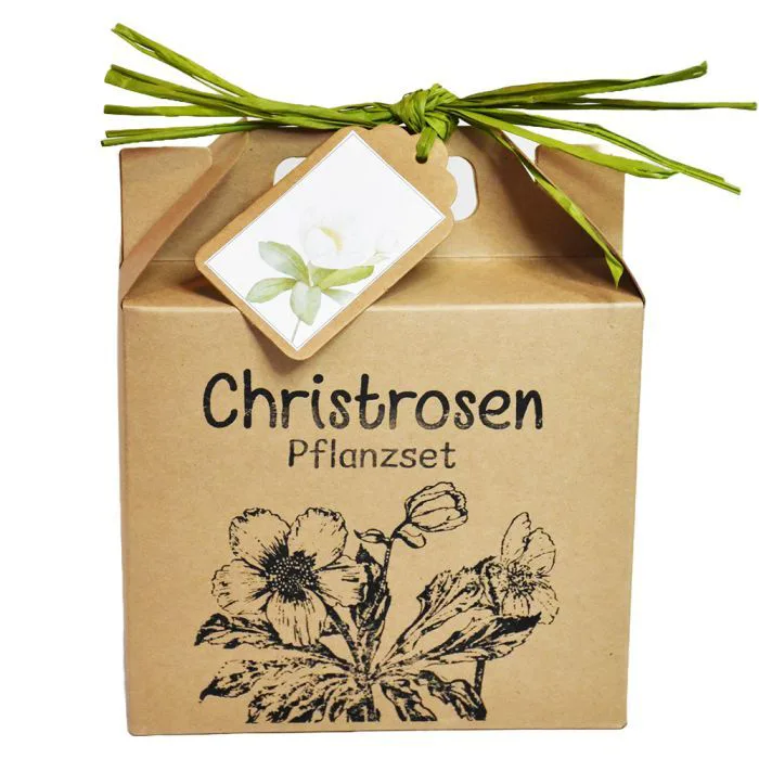 Christrose-Anzuchtsset