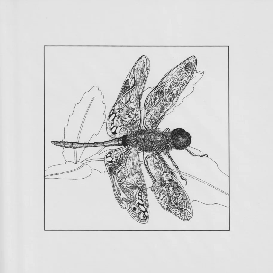 Klappkarte - Dragonfly