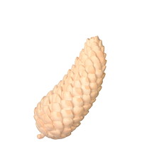 Fichtenzapfen - natur - 7 cm